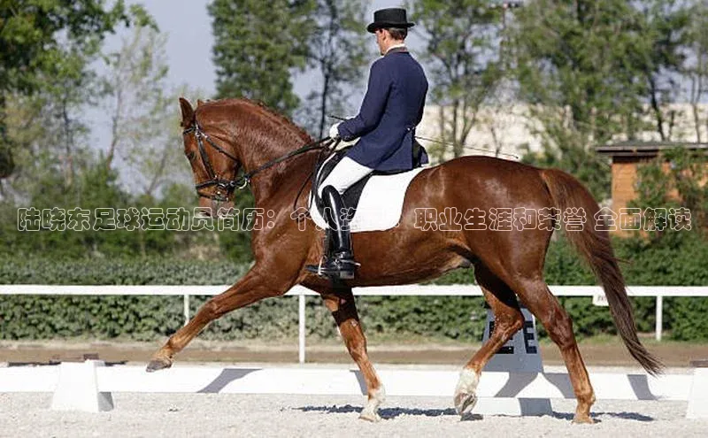 人人体育app官方下载ios华策影视